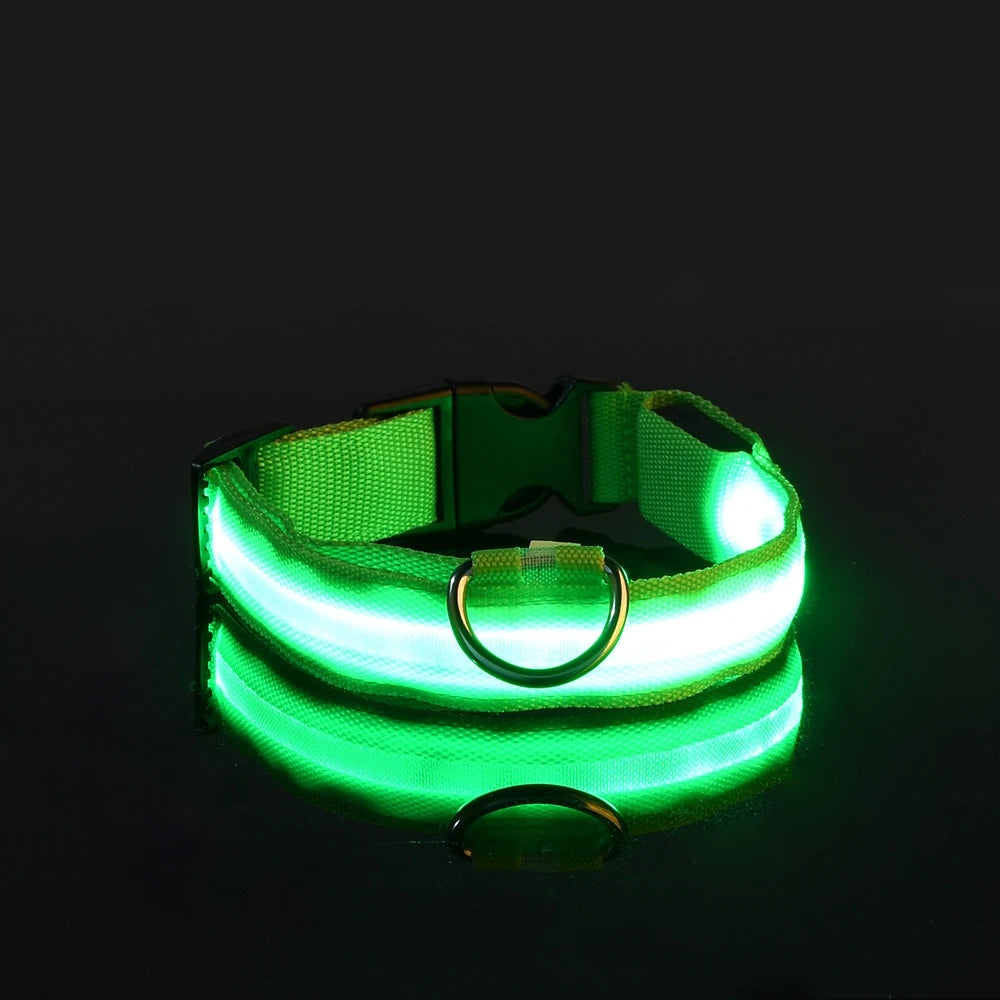 Dog on walk wearing LED glow-in-the-dark safety leash