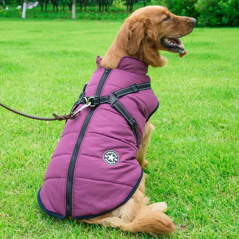 Waterproof Winter Dog Jacket with Harness shown in use